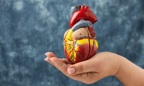 person-holding-anatomic-heart-model-educational-purpose_23-2149894493